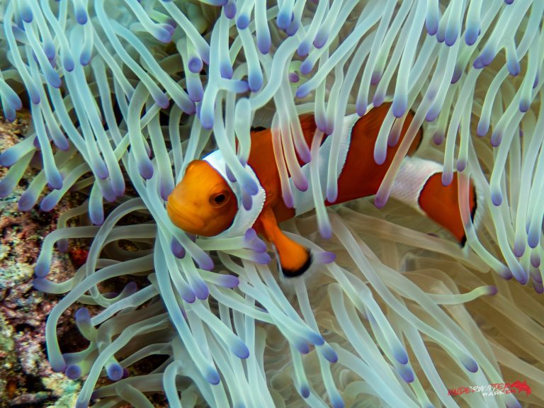 Okinawa Scuba Diving5