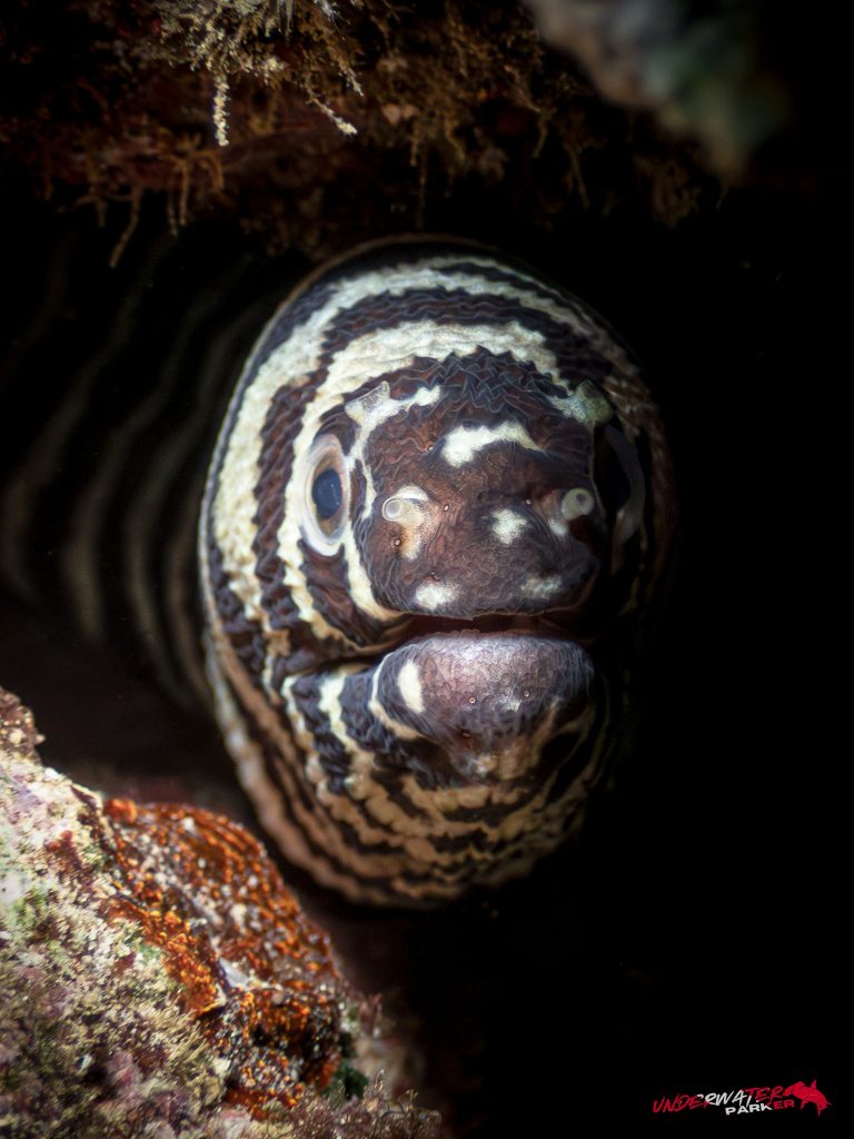 Okinawa Scuba Diving50