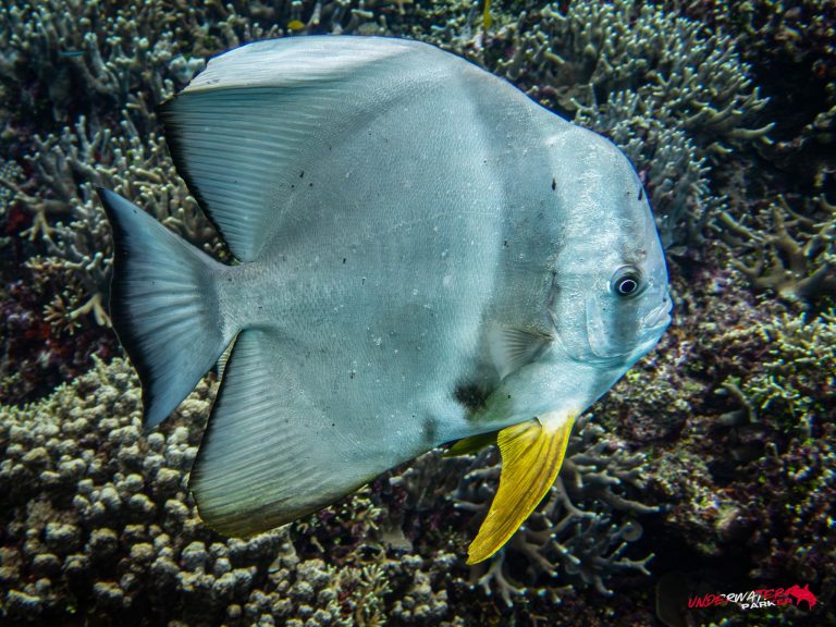 Okinawa Scuba Diving52
