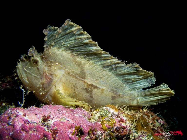 Okinawa Scuba Diving53