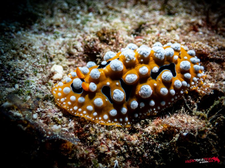 Okinawa Scuba Diving54