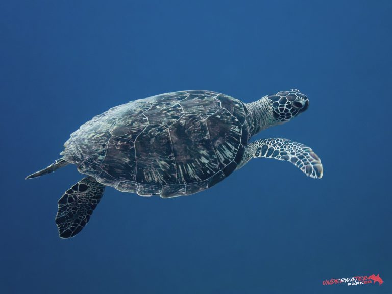 Okinawa Scuba Diving55