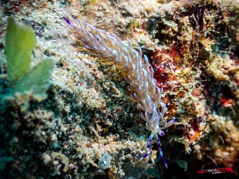 Okinawa Scuba Diving7