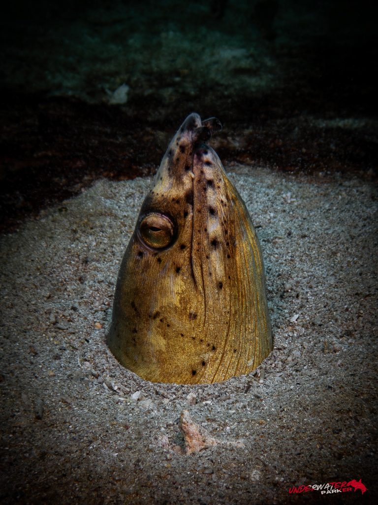 Okinawa Scuba Diving8