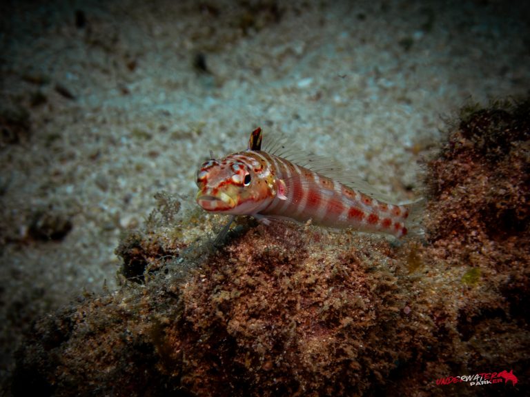 Okinawa Scuba Diving9