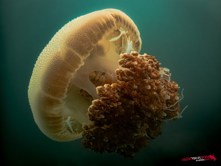 Underwater Parker – Payar Island-35