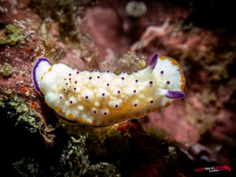 Underwater Parker – Payar Island-36