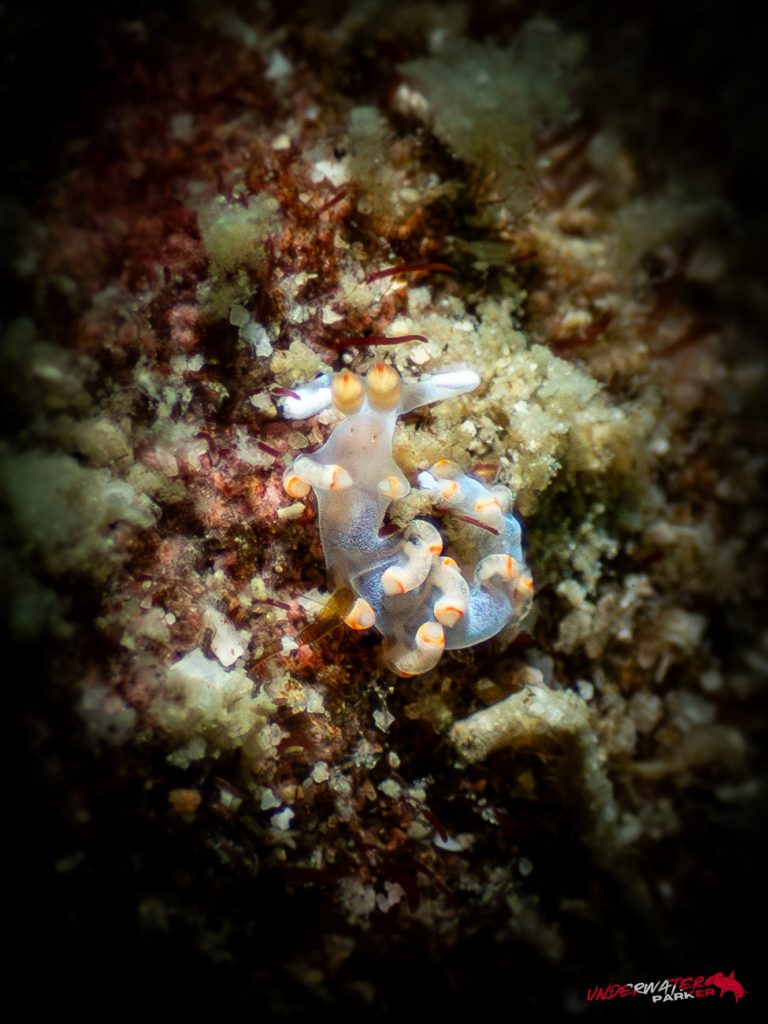 Underwater Parker – Payar Island-37