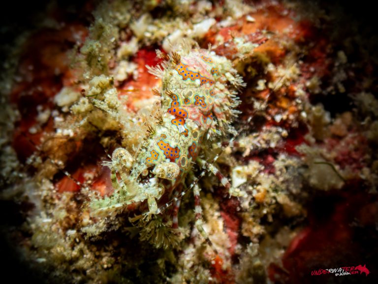 Underwater Parker – Payar Island-38