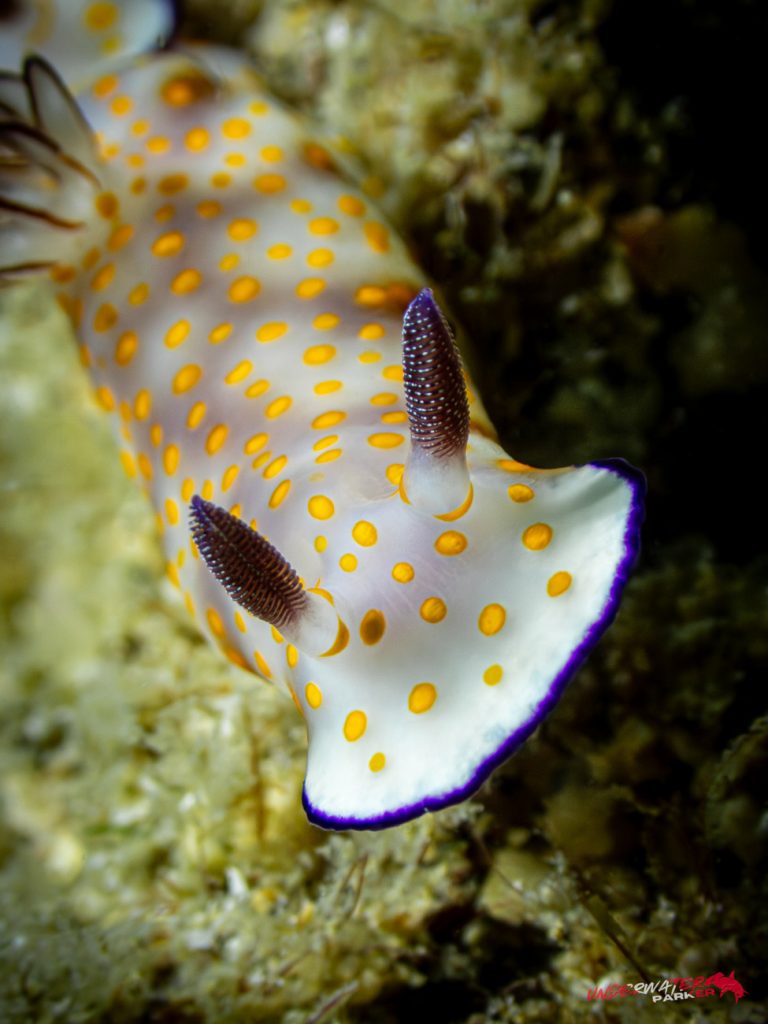 Underwater Parker – Payar Island-39