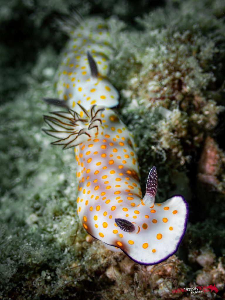 Underwater Parker – Payar Island-40