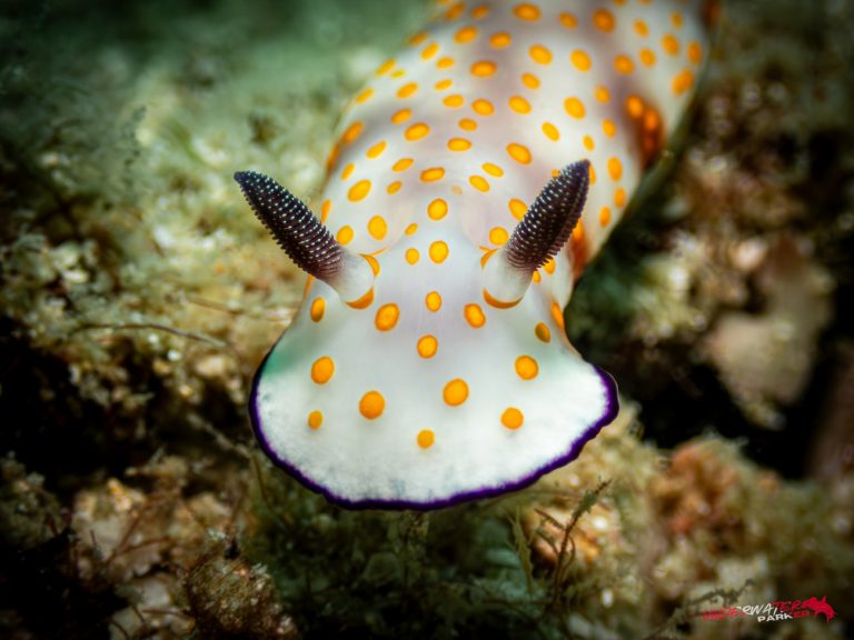 Underwater Parker – Payar Island-41