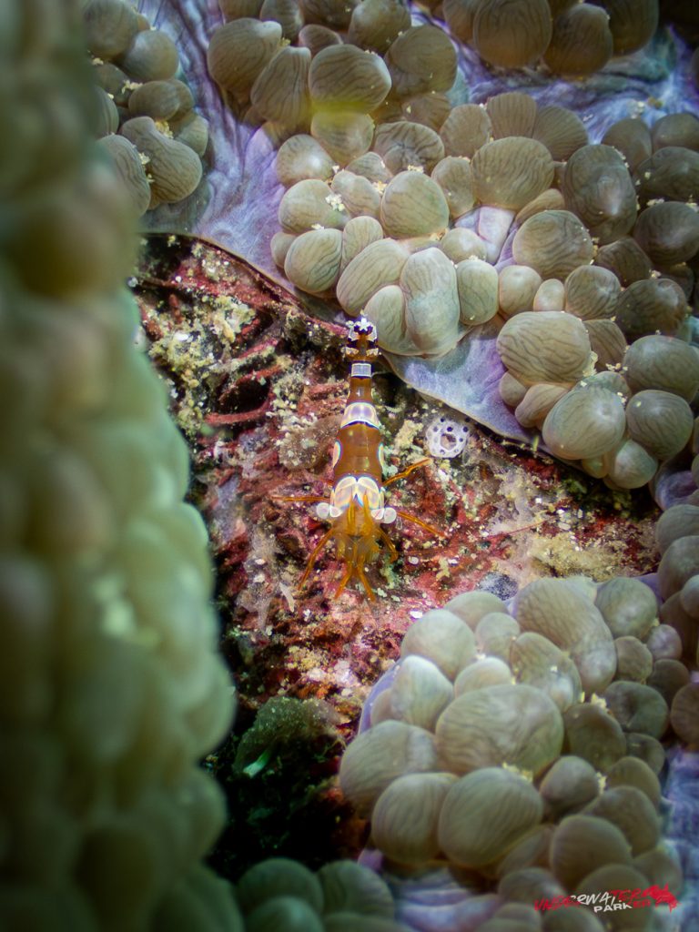 Underwater Parker – Payar Island-42
