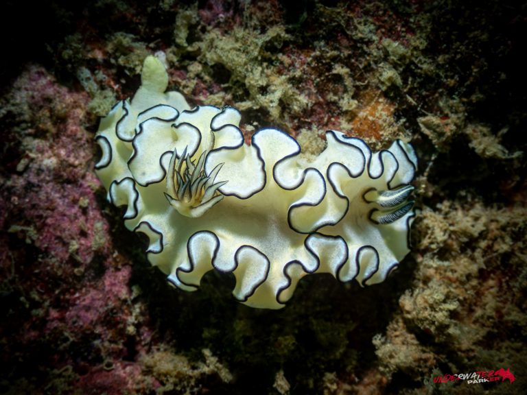 Underwater Parker – Payar Island-44