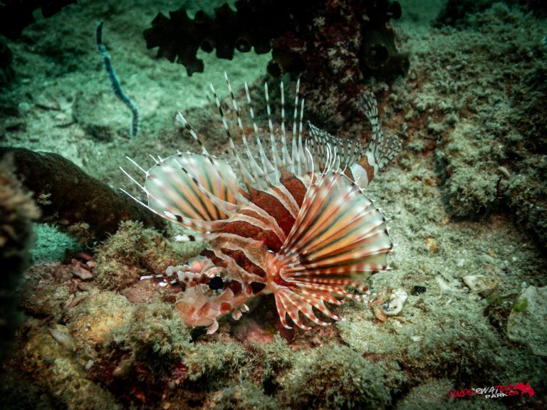 Underwater Parker – Payar Island-46