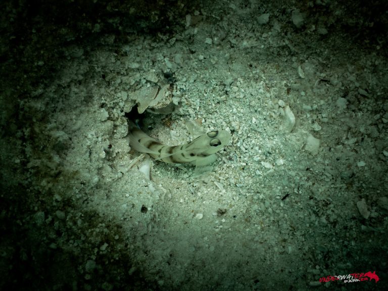 Underwater Parker – Payar Island-47