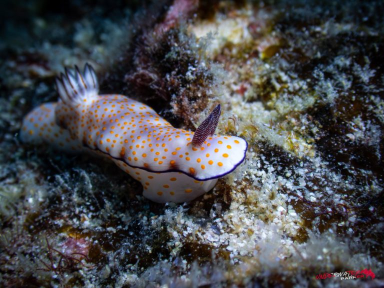 Underwater Parker – Payar Island-48