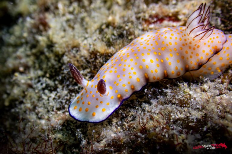 Underwater Parker – Payar Island-50