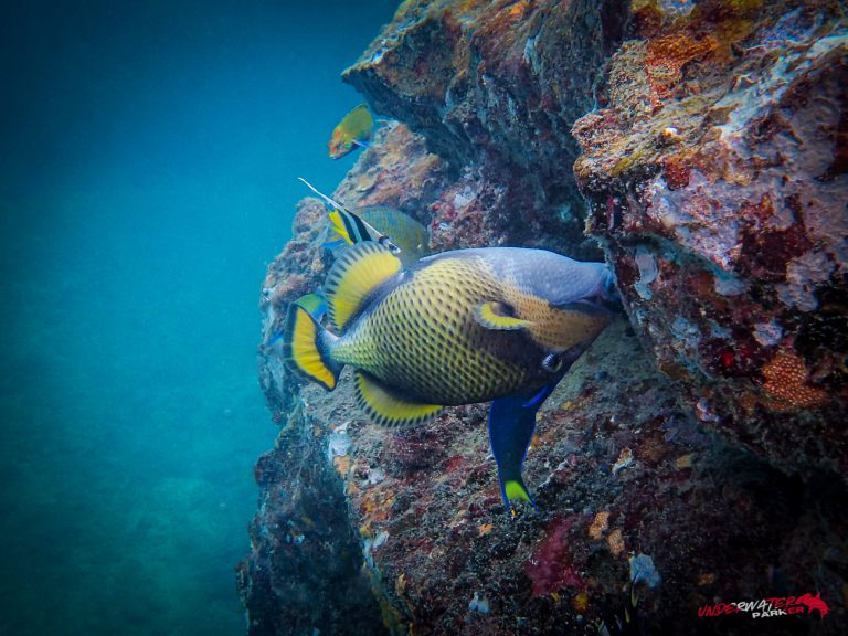 Underwater Parker – Payar Island-51