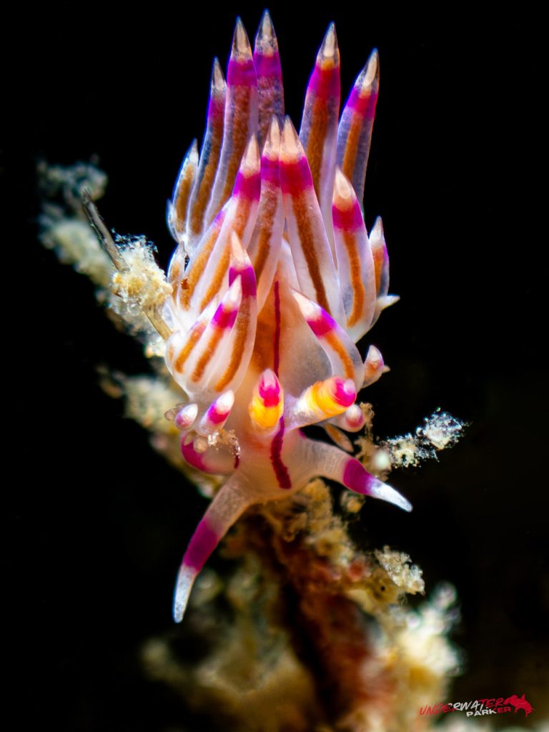 Underwater Parker – Payar Island-52