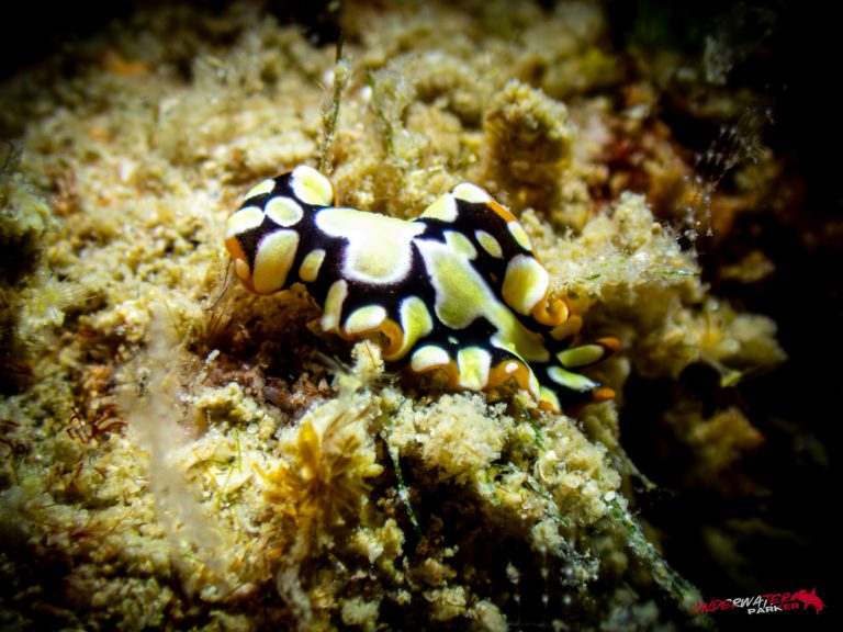 Underwater Parker – Payar Island-53