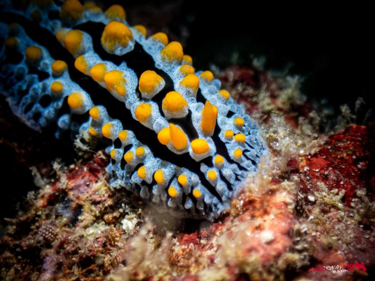 Underwater Parker – Payar Island-54