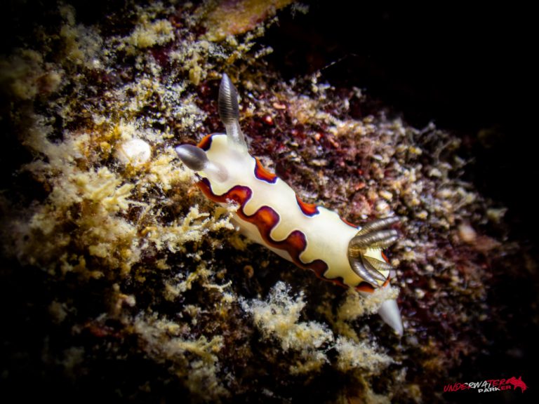 Underwater Parker – Payar Island-56