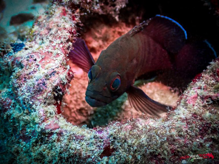 Underwater Parker – Payar Island-57