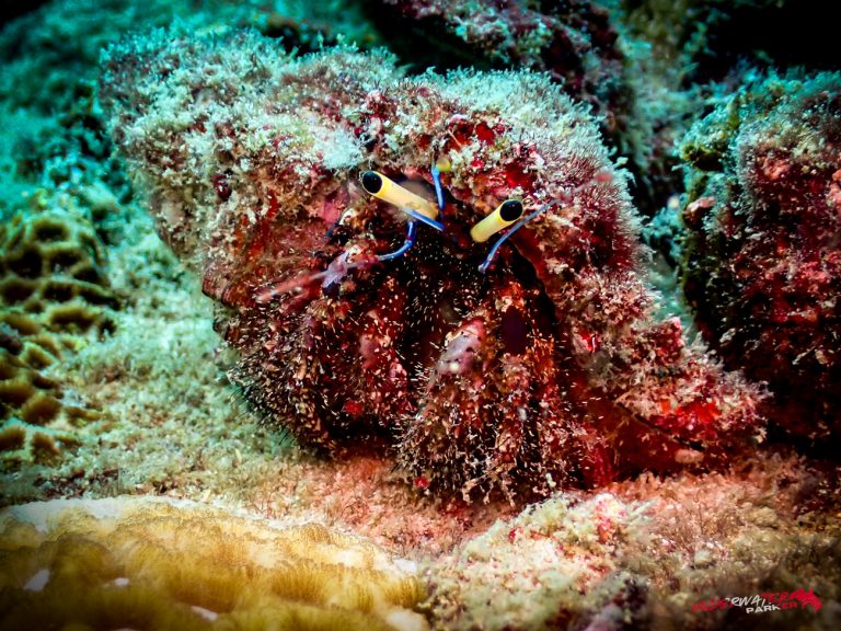 Underwater Parker – Payar Island-58