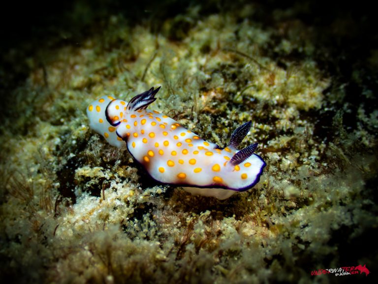 Underwater Parker – Payar Island-59